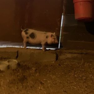 Meet your Posher, Allan